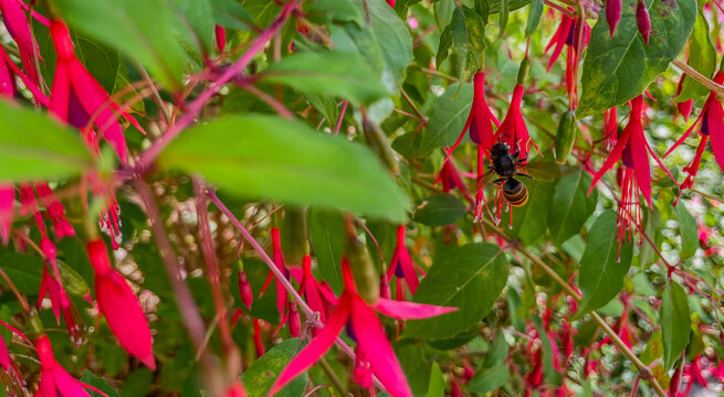 Hornet feeding from flowers in a garden in bright sunlight in autumn, Almere, Flevoland, The Netherlands, October, 2026
