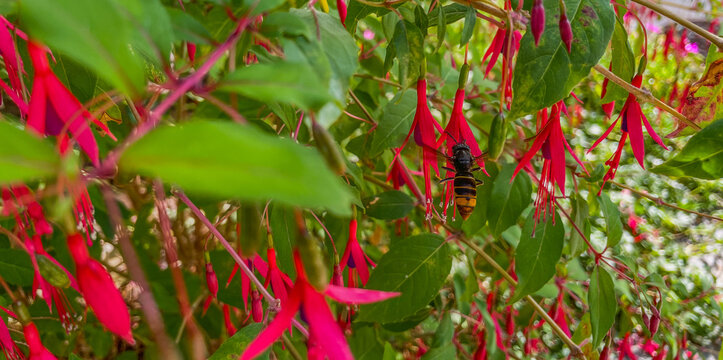 Hornet feeding from flowers in a garden in bright sunlight in autumn, Almere, Flevoland, The Netherlands, October, 2026