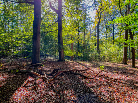 Forest in bright sunlight in autumn, Lage Vuursche, Utrecht, Netherlands, October, 2026