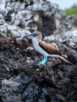 Blue-footed Booby on Volcanic Rock: A vibrant blue-footed booby stands proudly on dark, textured volcanic rock, its striking blue feet a stark contrast to the rugged, natural environment.