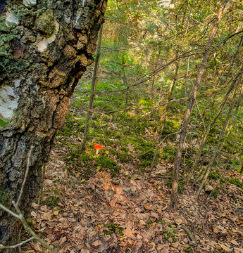 Forest in bright sunlight in autumn, Lage Vuursche, Utrecht, Netherlands, October, 2026