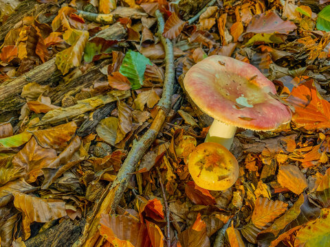 Forest in bright sunlight in autumn, Lage Vuursche, Utrecht, Netherlands, October, 2026