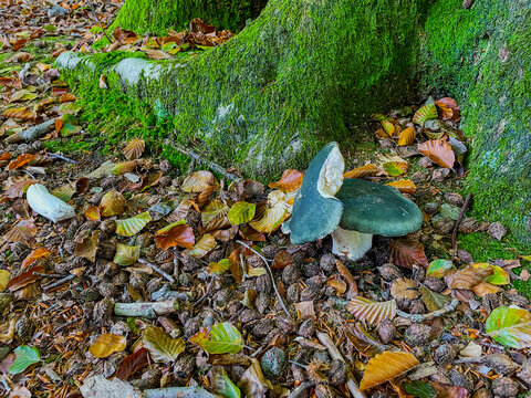 Forest in bright sunlight in autumn, Lage Vuursche, Utrecht, Netherlands, October, 2026