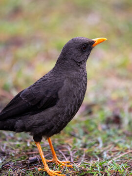 Blackbird on the Ground: A solitary blackbird with a striking orange beak stands alertly on a patch of grass, its dark feathers shimmering.