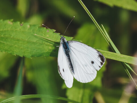Wild green-veined white butterfly resting on vibrant green foliage in summer meadow. Detailed macro view of Pieris napi with white wings in natural habitat. Eco friendly botanical background