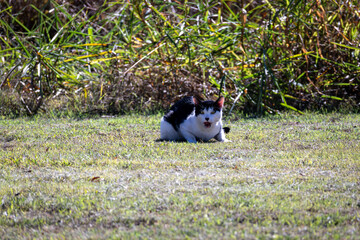 black and white cat in the grass © Dennis