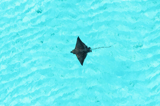 Aerial view of an eagle ray swimming in the clear turquoise waters of the Indian Ocean near Vashafaru, Haa Alif Atoll, Maldives.