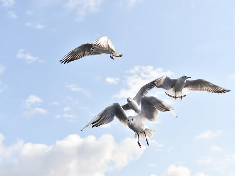 Seagulls in Flight by the Coast in Nida, Lithuania