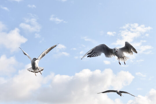 Seagulls in Flight by the Coast in Nida, Lithuania