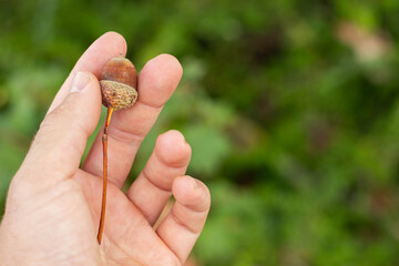 Hand holding a small brown acorn with a long slender stem against softly blurred green foliage in a close up nature photograph © Yahor