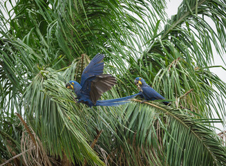Hyacinth Macaws sitting in a palm tree eating seeds © feeferlump