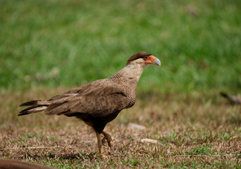 Fototapeta premium Southern crested cara cara bird walking on the ground
