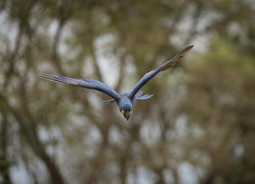 Hyacinth Macaw flying towards the camera in Brazil