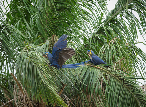 Hyacinth Macaws sitting in a palm tree eating seeds
