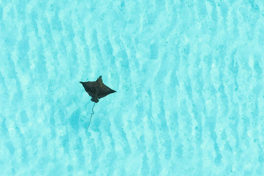 Aerial view of an eagle ray swimming over the clear turquoise waters and sandy seabed of Vashafaru, Haa Alif Atoll, Maldives.