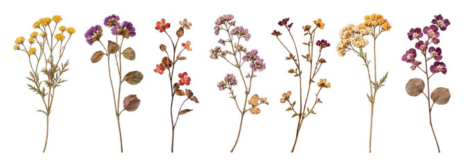 Naklejka premium Vintage botanical illustration of colorful dried wildflower stems