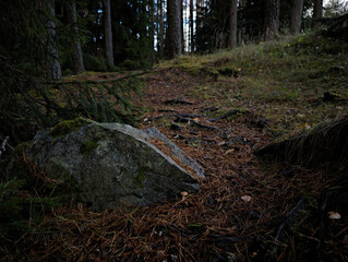 Large granite boulder on pine needle path in dense coniferous forest © Dim