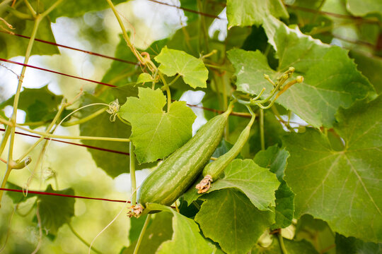 organic cluster ridge gourd vegetable in plant