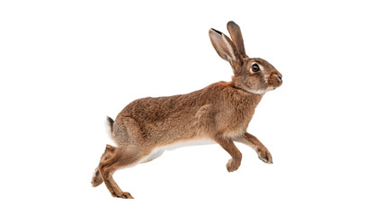 Single wild brown forest hare rabbit jumping active isolated on transparent background © Arthur