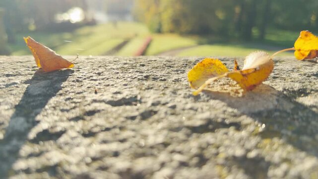 Golden leaves glow gently on a sunny stone wall. Soft light fills the quiet autumn garden. Feel peaceful warmth at Catherine Park, Pushkin, Saint Petersburg.