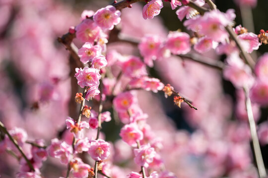 Weeping plum blossom in springtime in the garden, close up of pink flower petals with bokeh background.