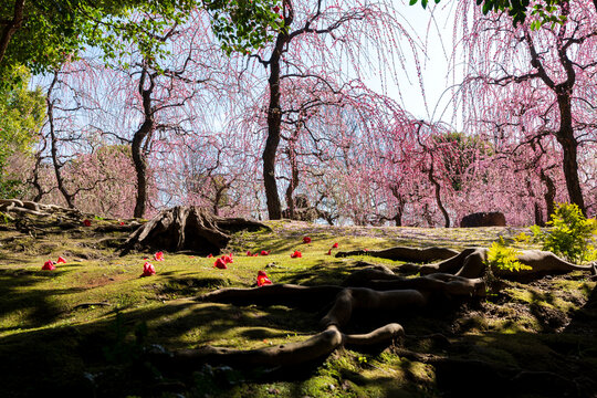 Weeping Plum Trees flower in full bloom at Jonangu Shrine Japanese garden, Kyoto, Japan.