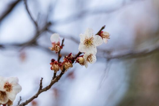 White plum blossom in japanese flower garden with bokeh background. Soft Focus.