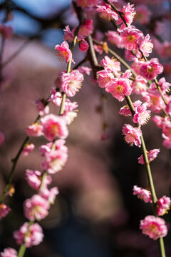Weeping plum blossom in springtime in the garden, close up of pink flower petals with bokeh background.
