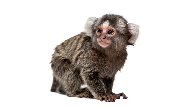Small wild cute marmoset monkey sitting full body isolated on transparent background
