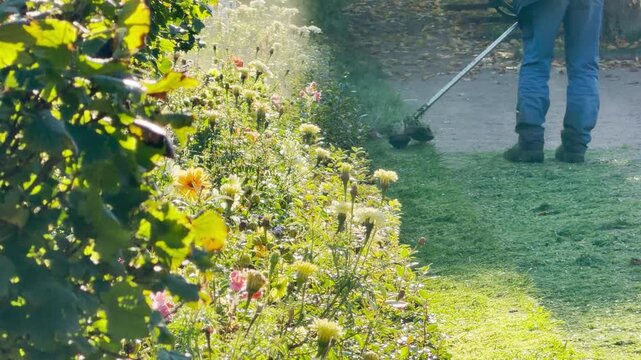A gardener trims green grass near colorful flowers. Bright sunlight creates a peaceful feeling along the path. Enjoy fresh autumn charm at Catherine Park, Pushkin, Saint Petersburg.