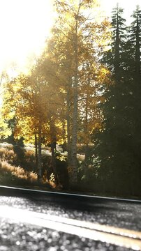 Sunlight filters through the branches of tall trees during a sunny autumn day. The scene shows golden leaves and green pines beside a nearby road.