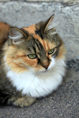 Portrait of cute fluffy cat © olena