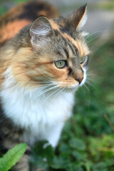 Portrait of cute fluffy cat © olena