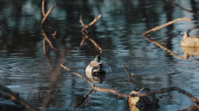 Duck hunting decoy floating on water during waterfowl hunting season
