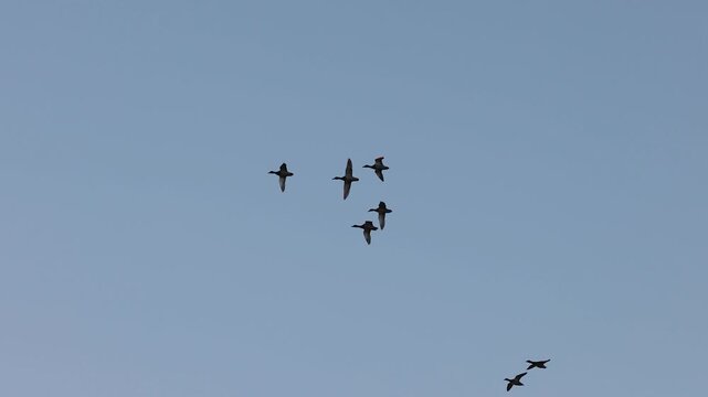 Flock of ducks flying over water in slow motion