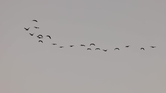 Flock of Canada geese flying in slow motion