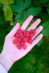 Woman holding a handful of freshly picked ripe red raspberries from a garden, seasonal berry harvest and organic homegrown fruit © Valeryia