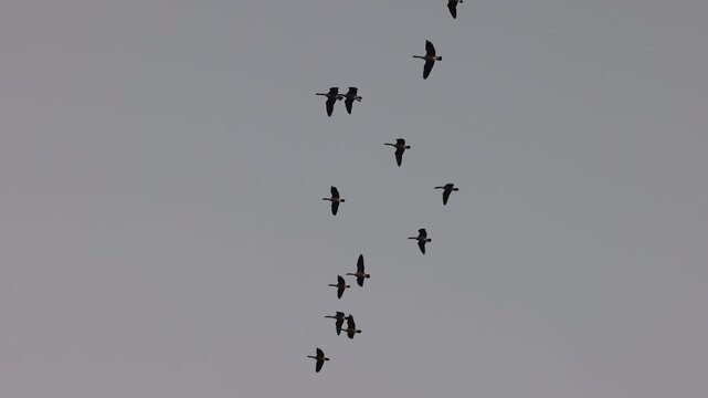 Canada geese flying toward camera in slow motion