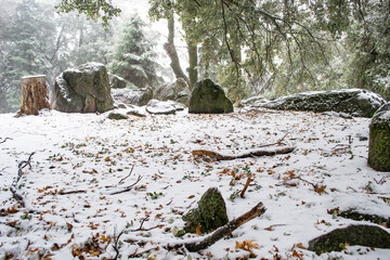 Tree Stump and Large Boulder Covered in Snow in Serene Winter Forest Landscape © kharzey
