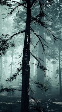 The scene shows tall trees in a dense forest surrounded by fog. Light filters through the branches, creating a mystical setting. The early morning adds to the atmosphere.