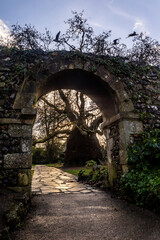 Fototapeta premium Looking through a medieval stone folly arch, framing an ancient majestic Baobab Oriental Plane tree in the West Gate Gardens, Canterbury, Kent, UK.