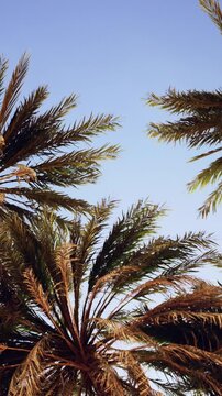 Palm trees stand tall against a clear blue sky. The sun shines brightly on the leaves, creating a lively scene. This moment captures the beauty of nature where people enjoy relaxation.