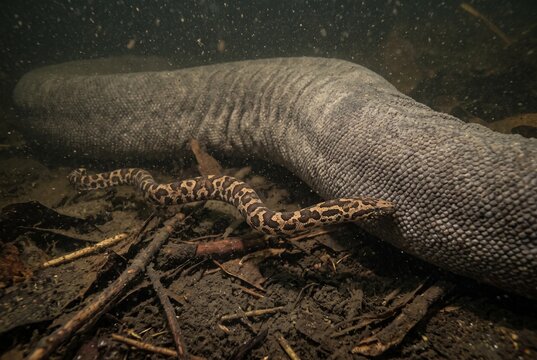 Contextual macro of a boldly patterned neonate Elephant Trunk Snake swimming beside a massive adult