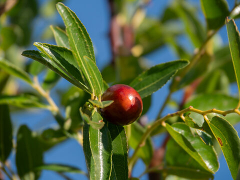 Ripe Jujube (Ziziphus jujuba) Berries Growing on a Tree in Greece