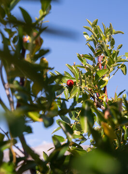 Ripe Jujube (Ziziphus jujuba) Berries Growing on a Tree in Greece