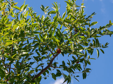 Ripe Jujube (Ziziphus jujuba) Berries Growing on a Tree in Greece