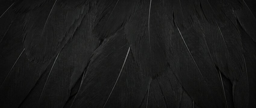 Close-up of overlapping black feathers. Dark sleek plumage texture background. Macro photography of natural bird wing details