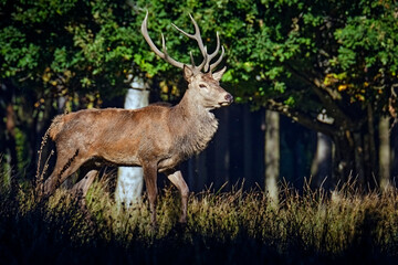 Rothirsch ( Cervus elaphus ). © Michael