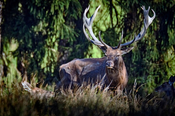 Rothirsch ( Cervus elaphus ). © Michael
