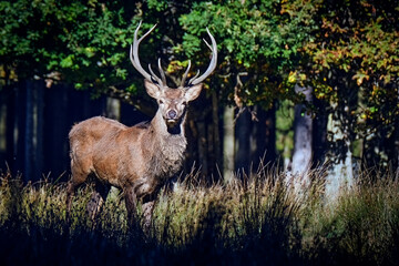 Rothirsch ( Cervus elaphus ). © Michael